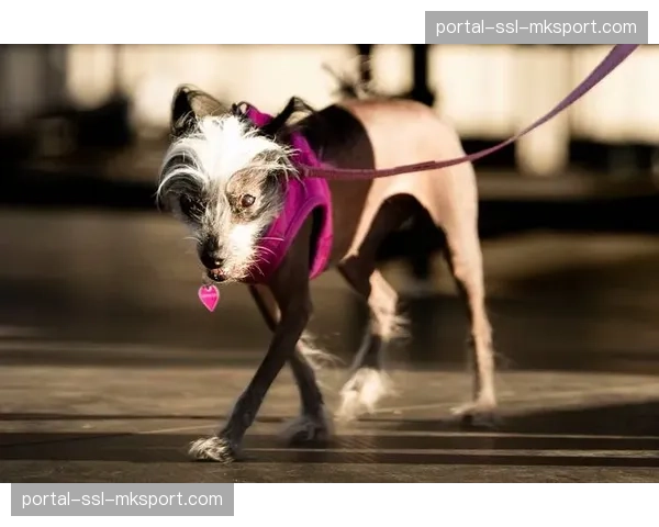 澳大利亚墨尔本竞标UFC 2027年开年大赛举办权